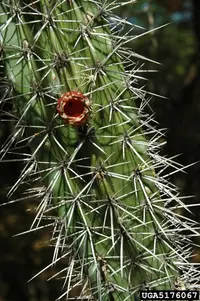 Mexican organ pipe