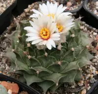 Artichoke cactus