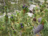 Rocky Mountains Bristlecone Pine