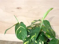 Never-Never Plant