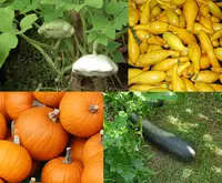 zucchini (Cucurbita pepo) plant