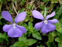 Horned Pansy (Viola cornuta) plant