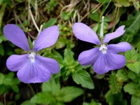 Horned Pansy (Viola cornuta) plant