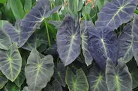 Imperial Taro