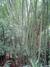 Colombian timber bamboo