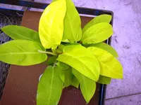 Philodendron (Philodendron 'Lemon Lime') plant