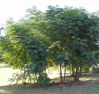 devil's walkingstick (Aralia spinosa) plant