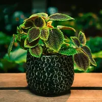 Friendship Plant (Pilea ovalis 'Moon Valley') plant