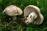 St. George's Mushroom