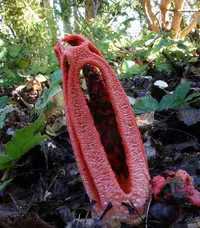 column stinkhorn
