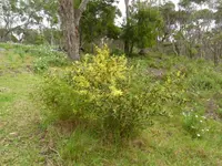 acacia Soil Guide