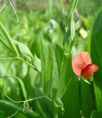 red pea