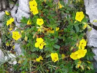 Common Rock-rose (Helianthemum nummularium) plant