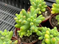 Sedum pachyphyllum indoor