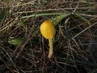 yellow fieldcap