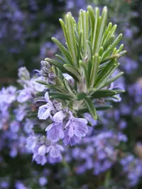 Rosemary (Salvia rosmarinus) plant