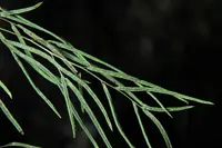 Llavea (Llavea cordifolia) plant