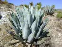 Rough agave