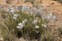 tubular bluestar (Amsonia longiflora) plant