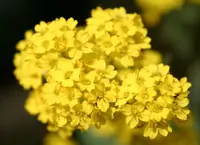basket of gold (Aurinia saxatilis) plant