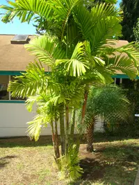 Macarthur Palm