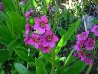 Parry's primrose (Primula parryi) plant