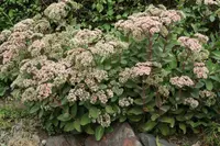 Orpine (Hylotelephium telephium) plant
