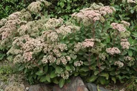 Orpine (Hylotelephium telephium) plant