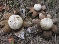 Hygroscopic Earthstar