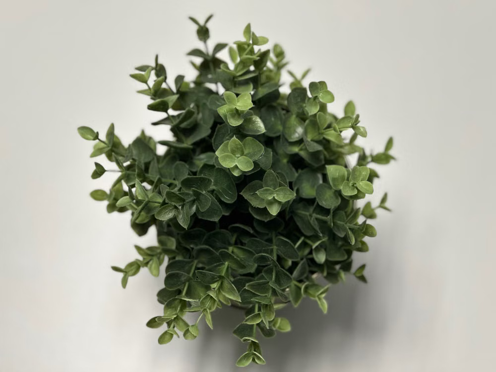 Best Plants That Repel Spiders - Eucalyptus