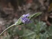 Fernleaf Lavender (Lavandula pinnata) plant