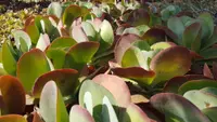 Kalanchoe thyrsiflora leaves