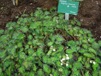 Eyelash begonia