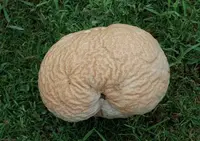 Brain puffball