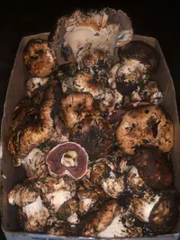 Giant Cypress Agaricus