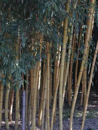 sulphur bamboo