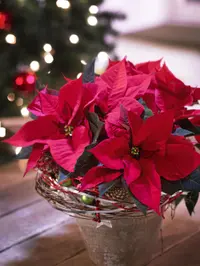 Poinsettia