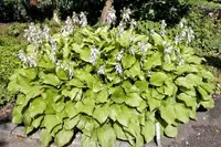 Fragrant plantain lily