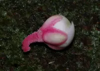 Lecythis idatimon