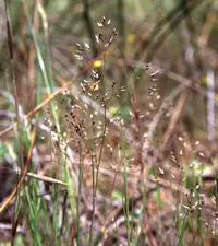 silver hairgrass