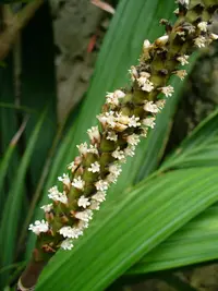 coligallo palm