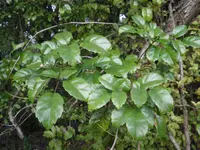 swamp lawyer (Rubus australis) plant