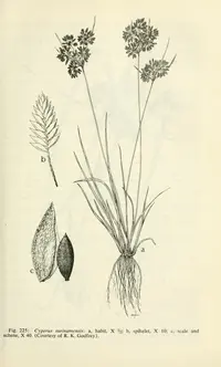 tropical flatsedge