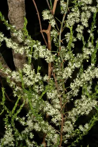 African asparagus (Asparagus africanus) plant