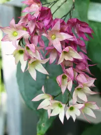 Red Bleeding Heart Vine