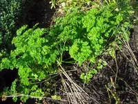Petroselinum crispum var. neapolitanum plant