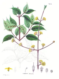 Asiatic dogwood