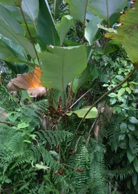 Pampano (Calathea lutea) plant