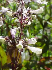 Foxglove beardtongue