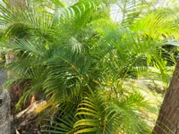 Dypsis lutescens